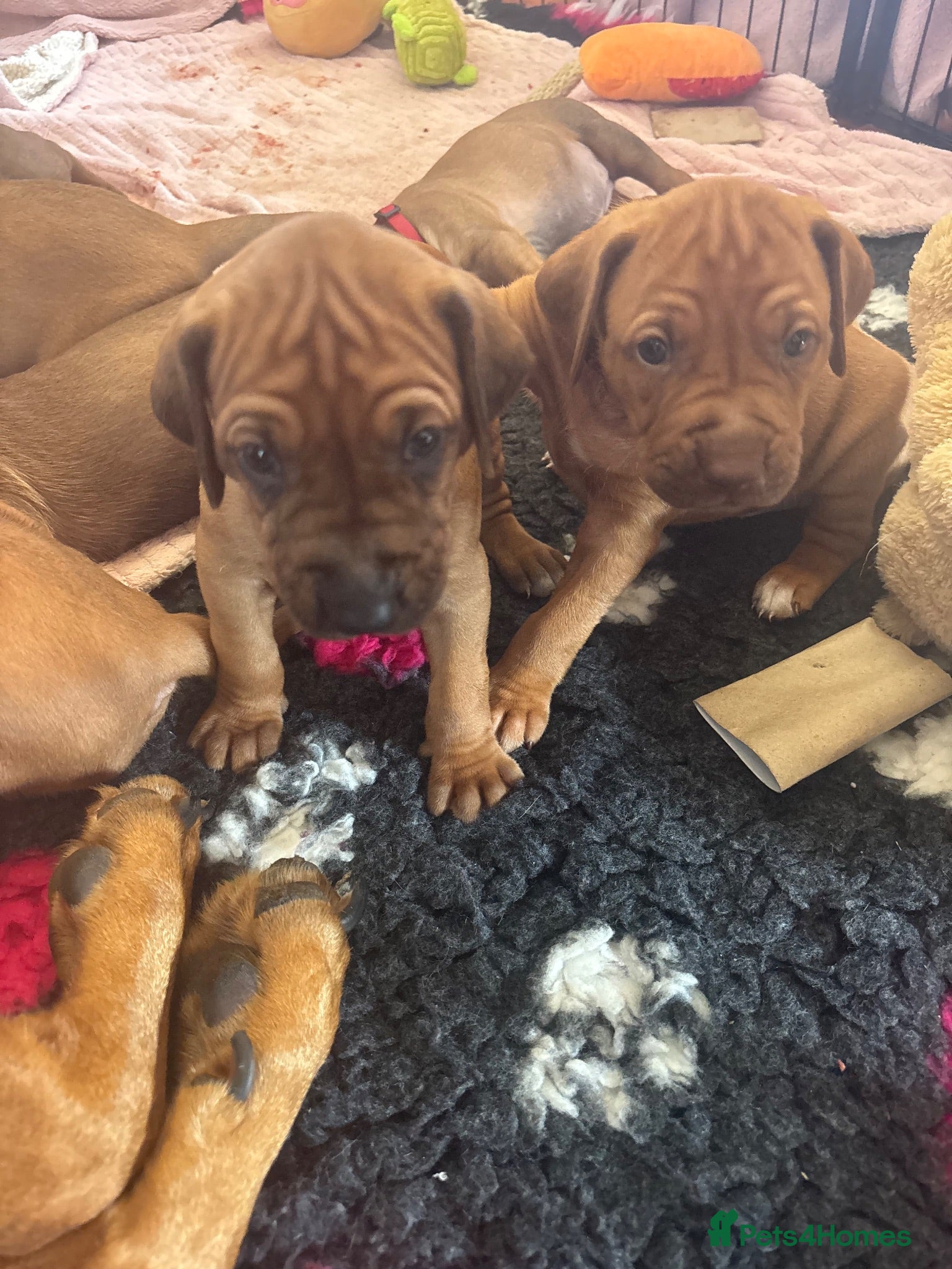 Rhodesian Ridgeback dogs Exceptionally Health Tested KC Ridgeback Puppies - Advert 2