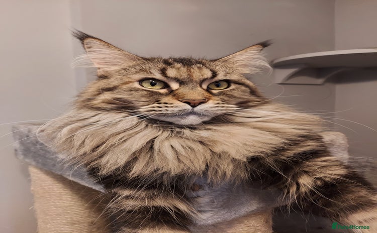 Maine Coon cats - Advert 2