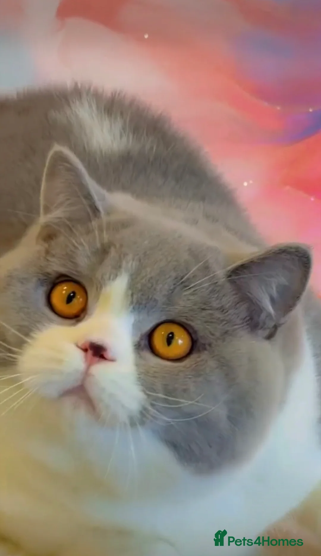 British Shorthair cats for stud: BI COLOUR BLUE STUD GCCF & TICA 🎲 - Advert 4