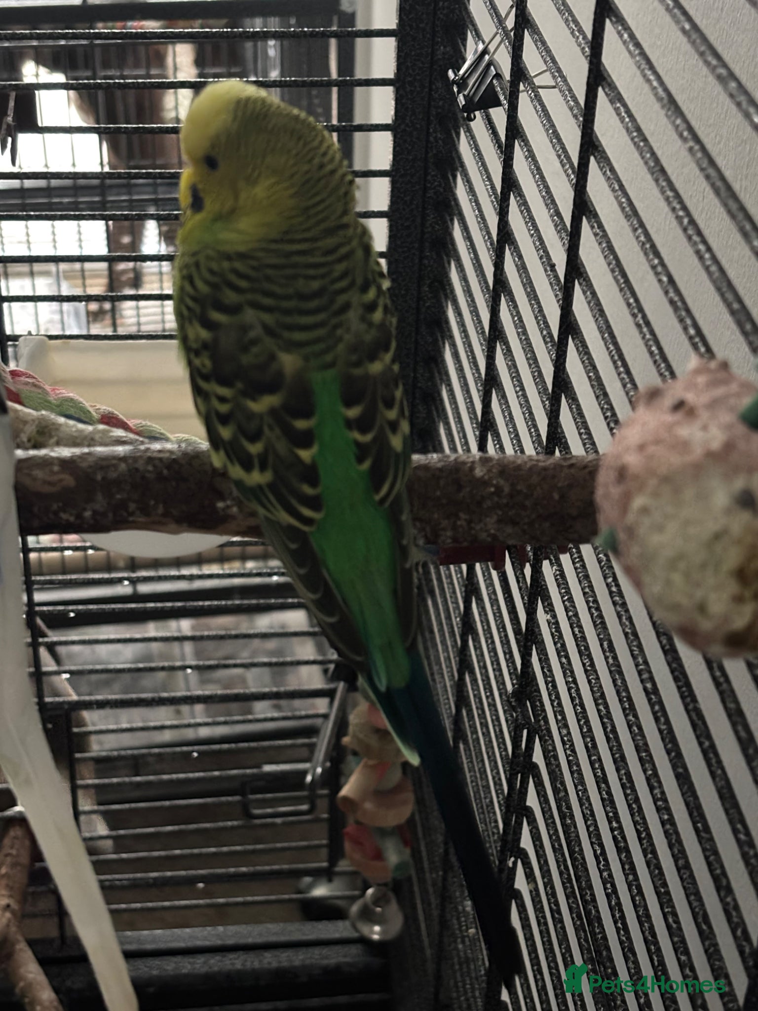 Budgerigars birds for sale: Young Green Male Budgie - Advert 1