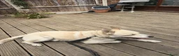 Mixed Breed dogs for sale: Experienced Dog Home Wanted for Milo in Ilford - Advert 3