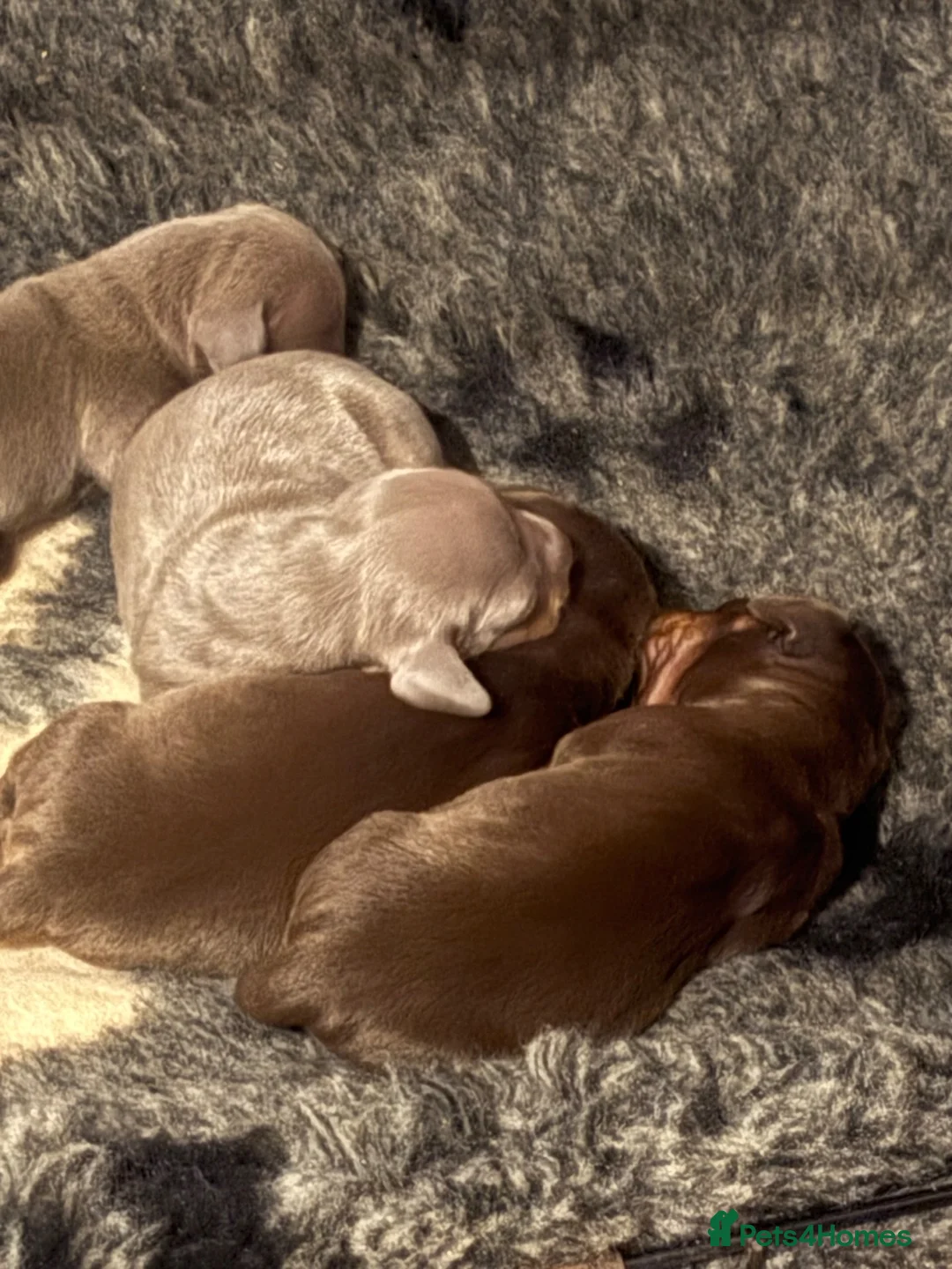Dachshund dogs for sale: Stunning Dachshunds puppies.  in Leek - Advert 11