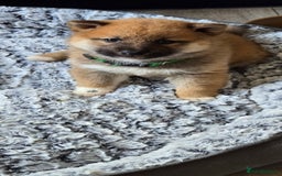 Japanese Shiba Inu dogs for sale: Beautiful Shiba - Image 18