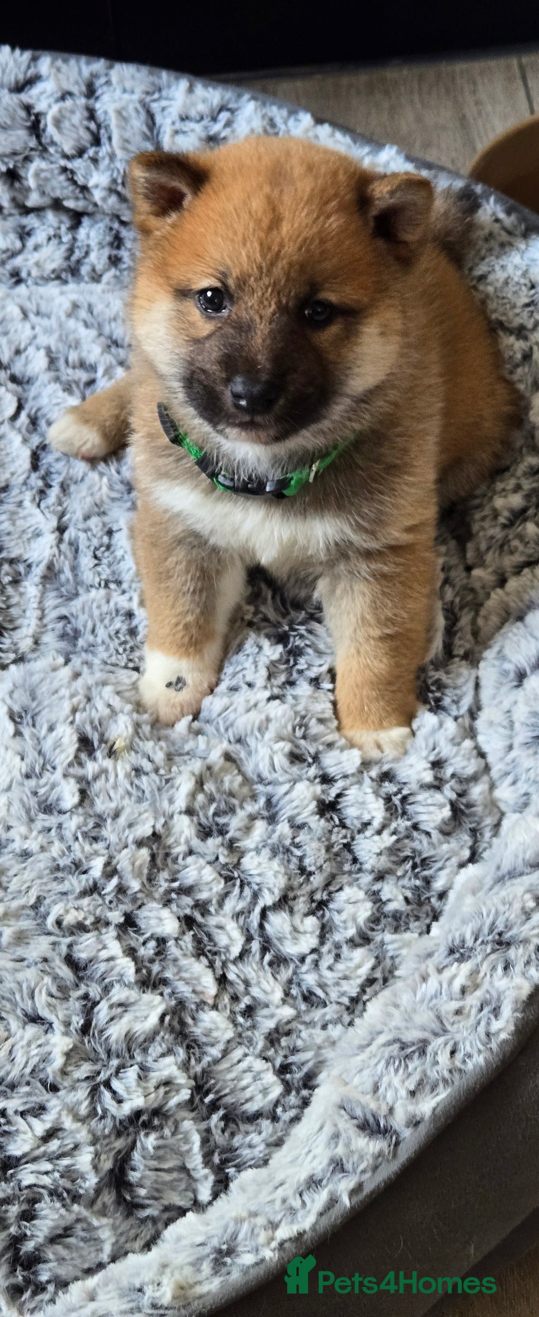 Japanese Shiba Inu dogs for sale: Beautiful Shiba - Image 18