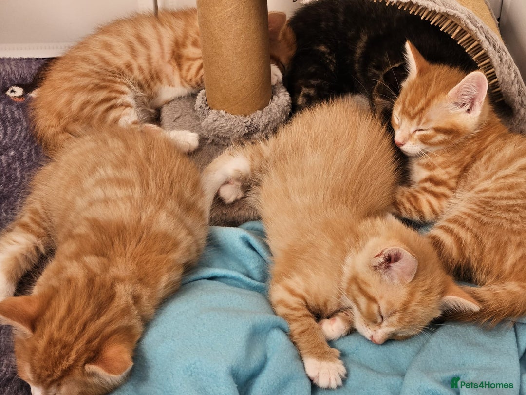 Mixed Breed cats for sale: Lovely kittens for sale  - Image 18