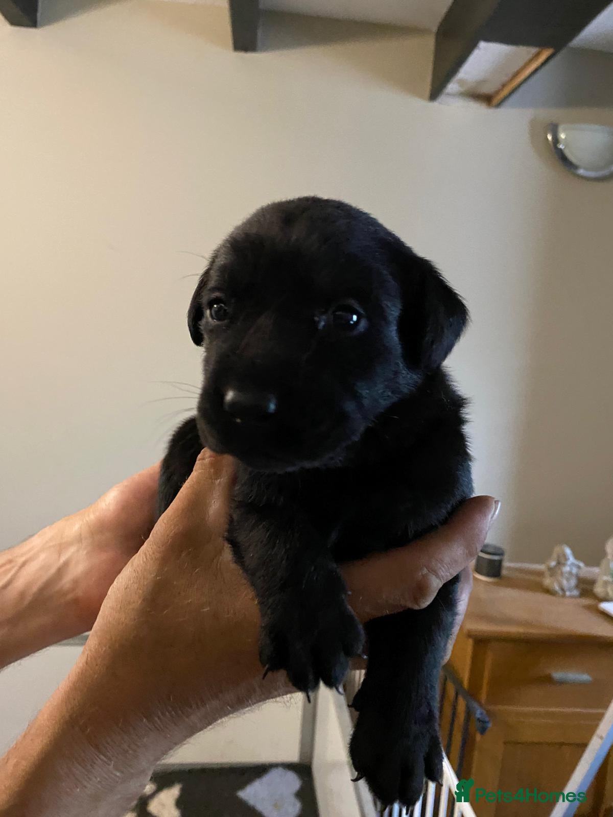 Labrador Retriever dogs KC registered Black Labrador Puppies  - Advert 12
