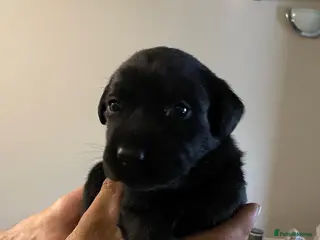 Labrador Retriever dogs Black Labrador Puppies KC REGISTERED - Advert 1