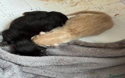 British Longhair cats for sale: Beautiful British longhair kittens - Image 20