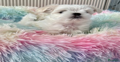 Maltese dogs - Advert 4