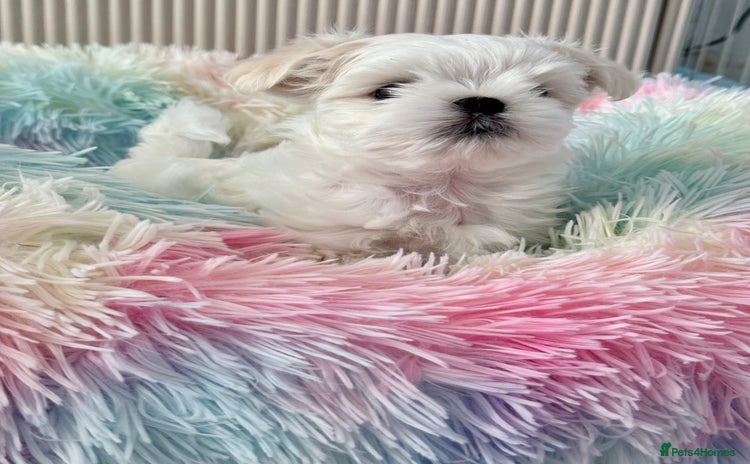 Maltese dogs - Advert 4