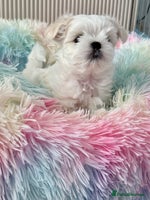 Maltese dogs - Advert 3