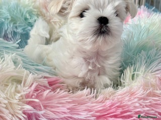 Maltese dogs - Advert 2