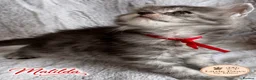 Maine Coon cats for sale: 🌿 THE HERITAGE COLLECTION 🌿 - Advert 11