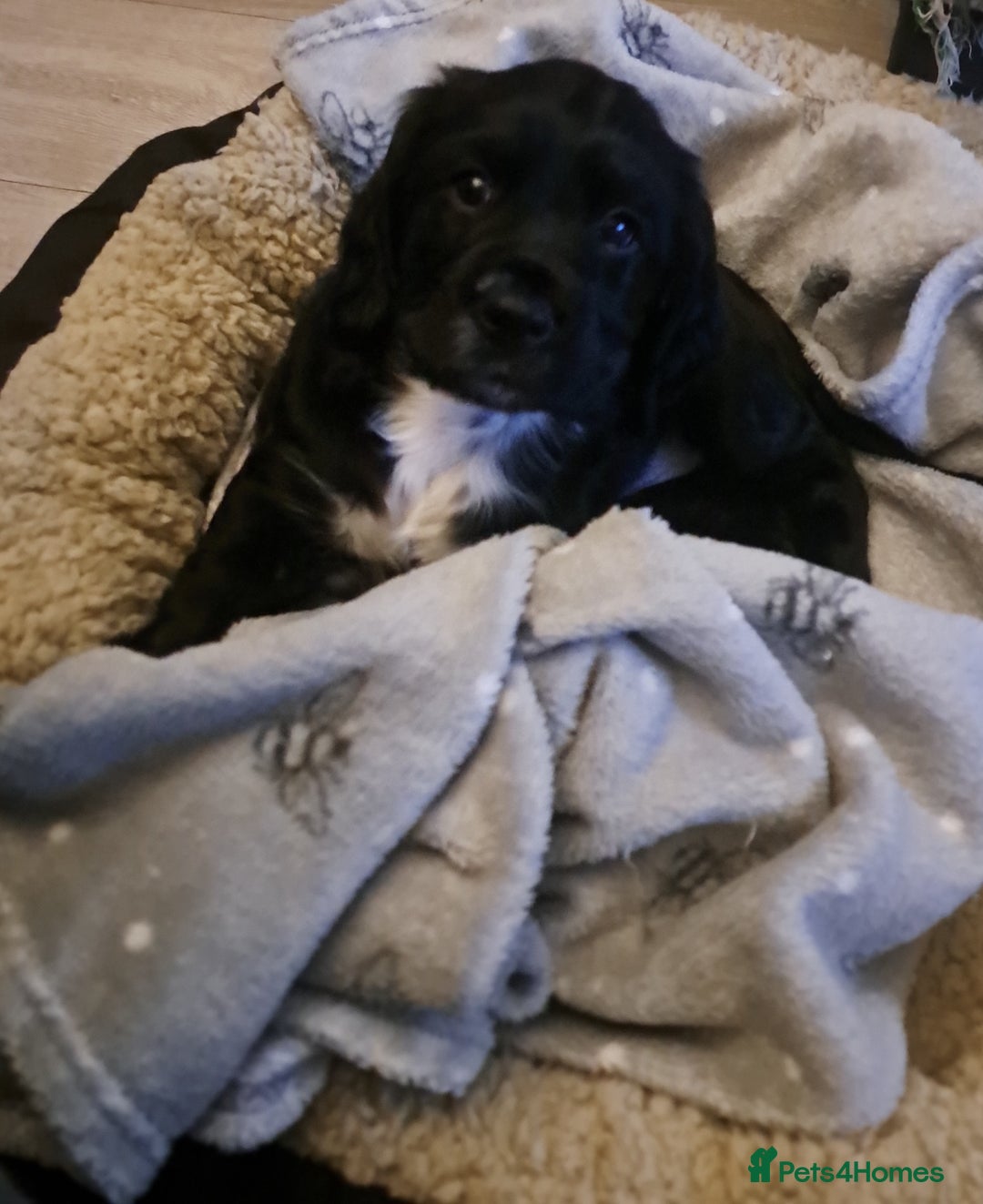 Cocker Spaniel dogs for sale: Puppy Cocker Spaniel 8 weeks girl - Advert 4