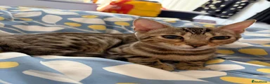 Bengal Kitten 1