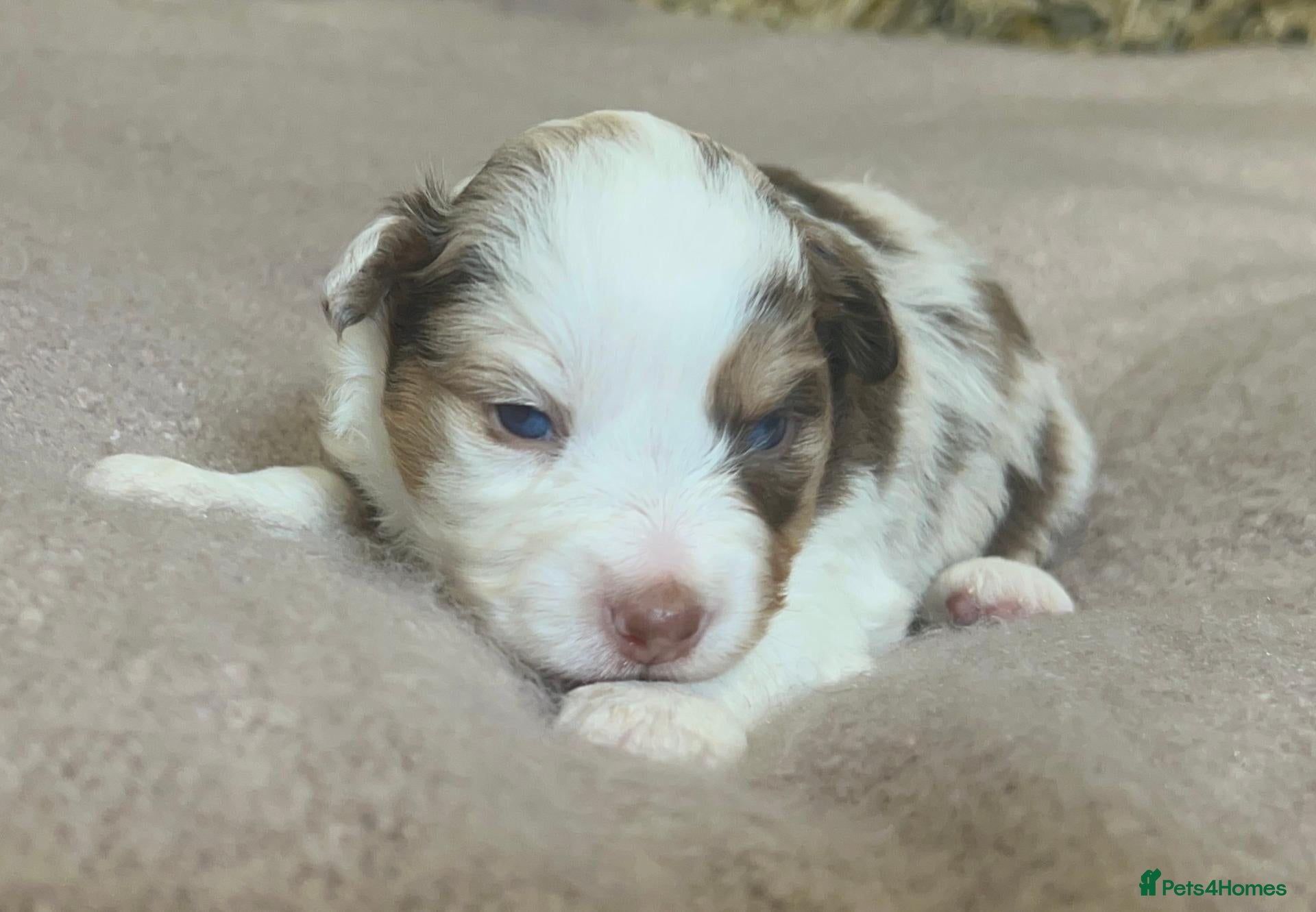 Australian Shepherd dogs Rare Show Lines KC purebred Mini Aussie (MAS)  - Advert 2