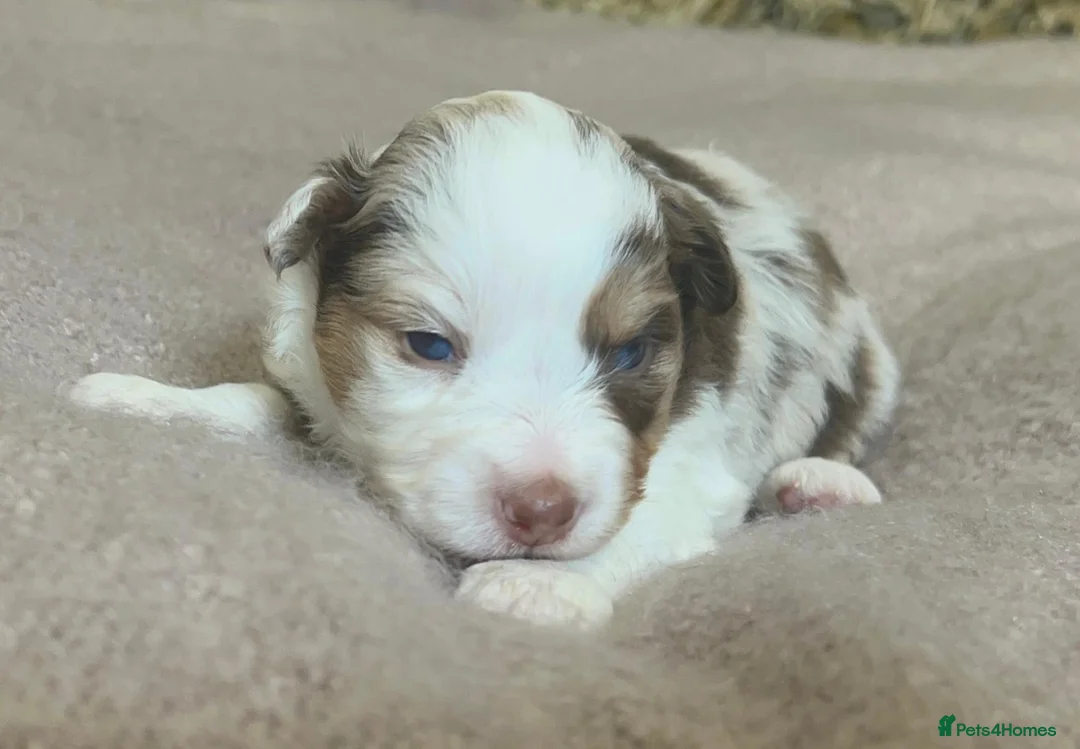 Australian Shepherd dogs for sale: Rare Show Lines KC purebred Mini Aussie (MAS)  - Advert 2