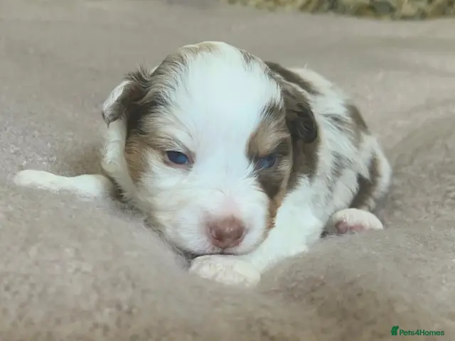 Australian Shepherd dogs Rare Show Lines KC purebred Mini Aussie (MAS) - Advert 2