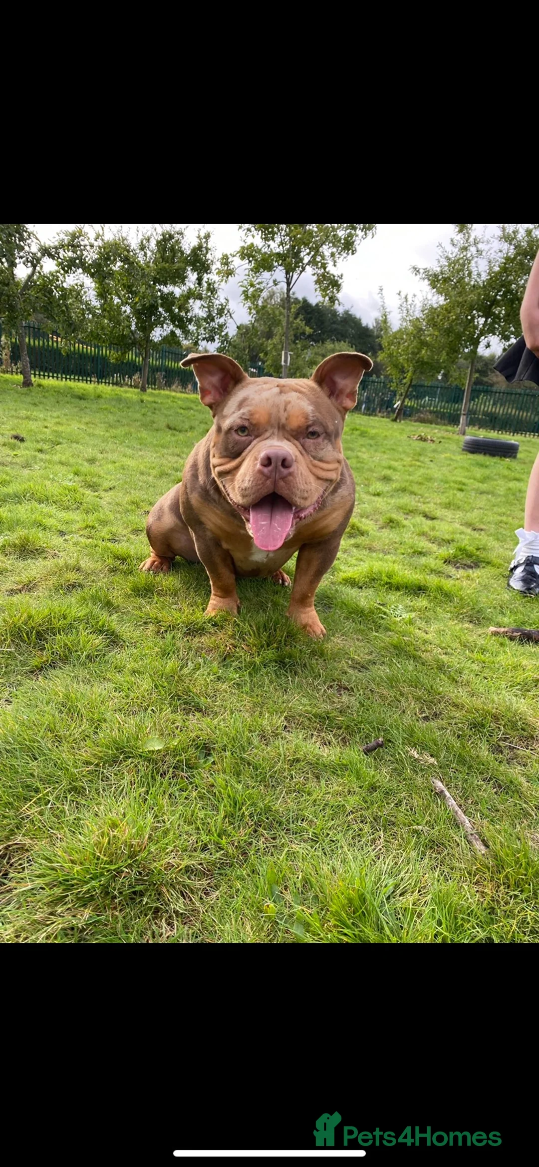 American Bully dogs for sale: Pocket bully male 5 years old - Advert 1