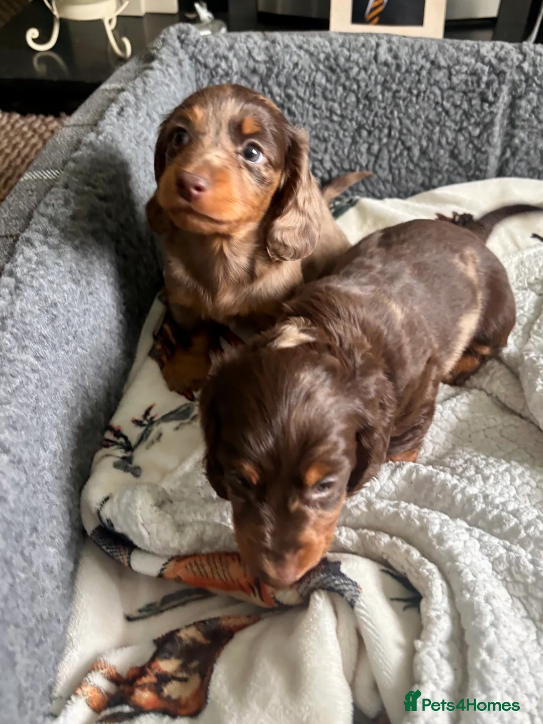 Dachshund dogs for sale: Miniature dachshund puppies 🐶long: smooth hair  - Advert 25