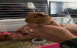 Guinea Pig rodents for sale: Can anyone look after my guinea pigs for 10 days? - Image 2