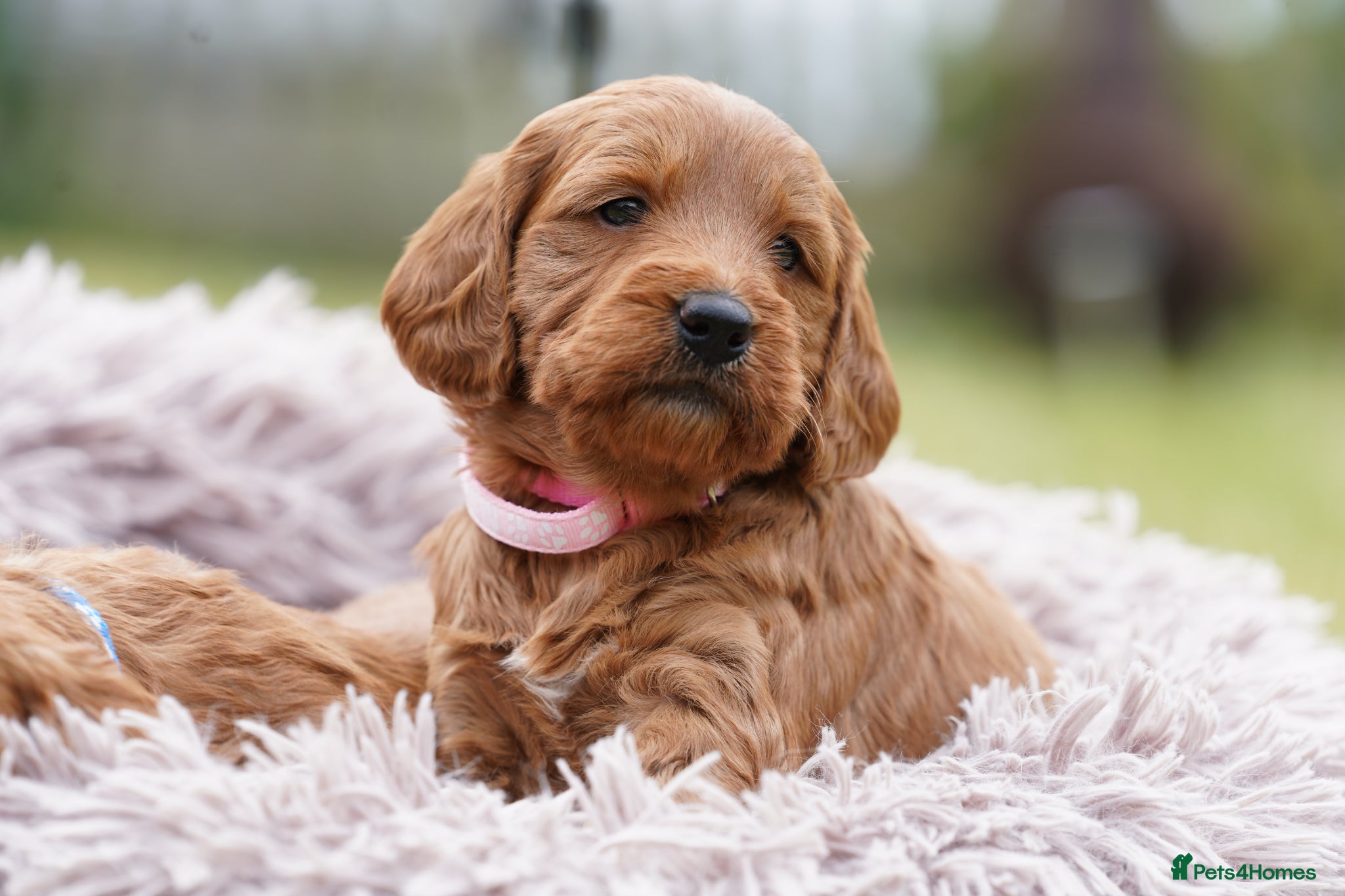Mini Goldendoodle dogs 1 GIRL F1 MINI GOLDENDOODLE - Advert 1