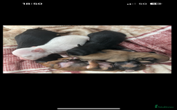 Chihuahua dogs for sale: KC Champion Lines Miniature Chihuahua Puppies - Image 4