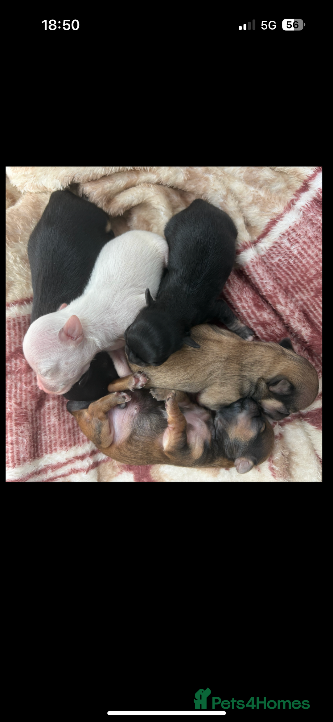 Chihuahua dogs for sale: KC Champion Lines Miniature Chihuahua Puppies - Image 4