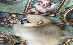 Pomeranian dogs for sale: Amazing Pom Puppies from Five Star breeder.  - Image 13