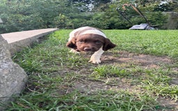 English Springer Spaniel dogs for sale: Springer Spaniel Puppies  - Image 8