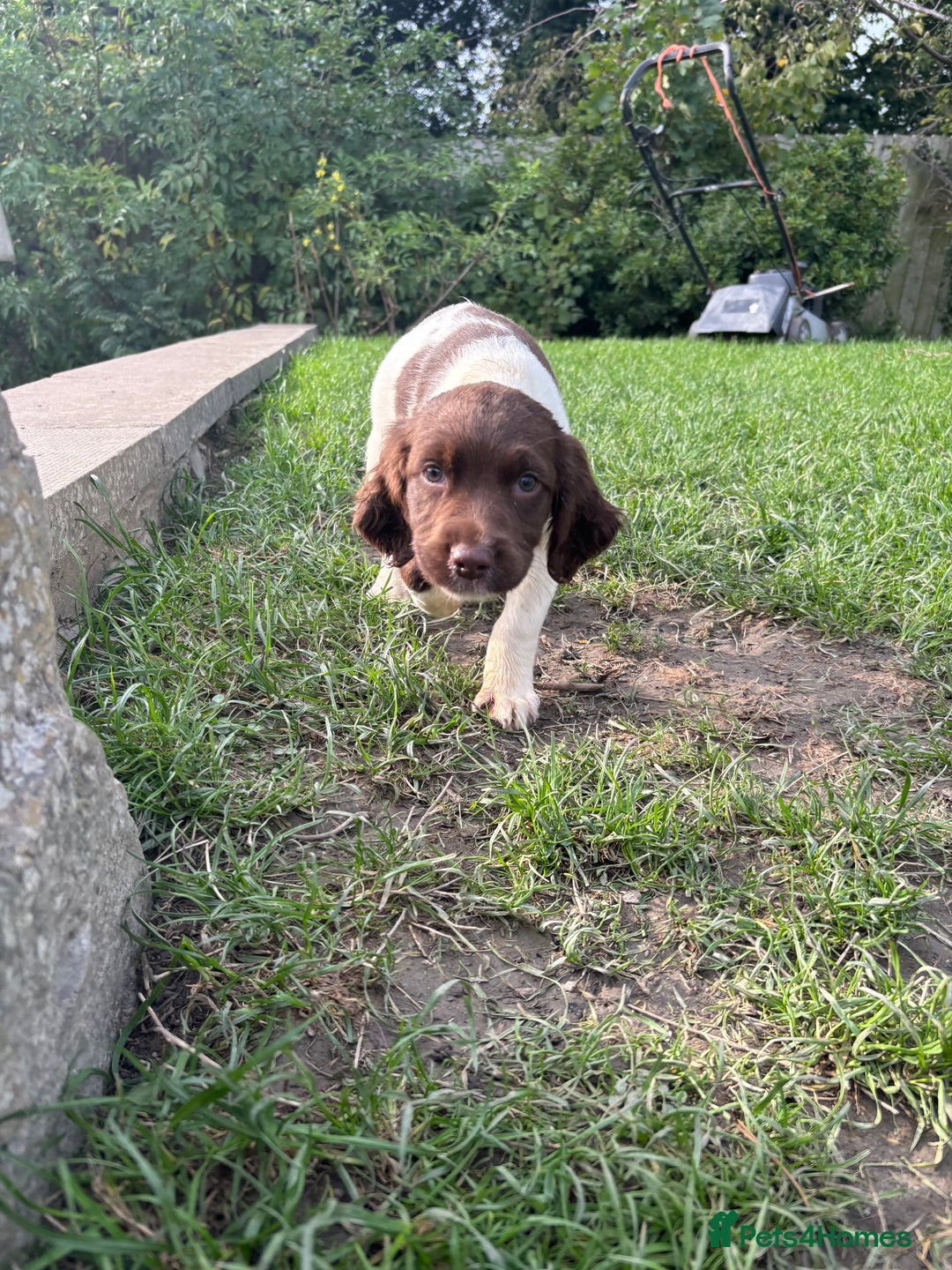 English Springer Spaniel dogs for sale: Springer Spaniel Puppies  - Image 8
