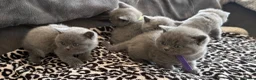 British Shorthair cats for sale: British shorthair kittens - Advert 21