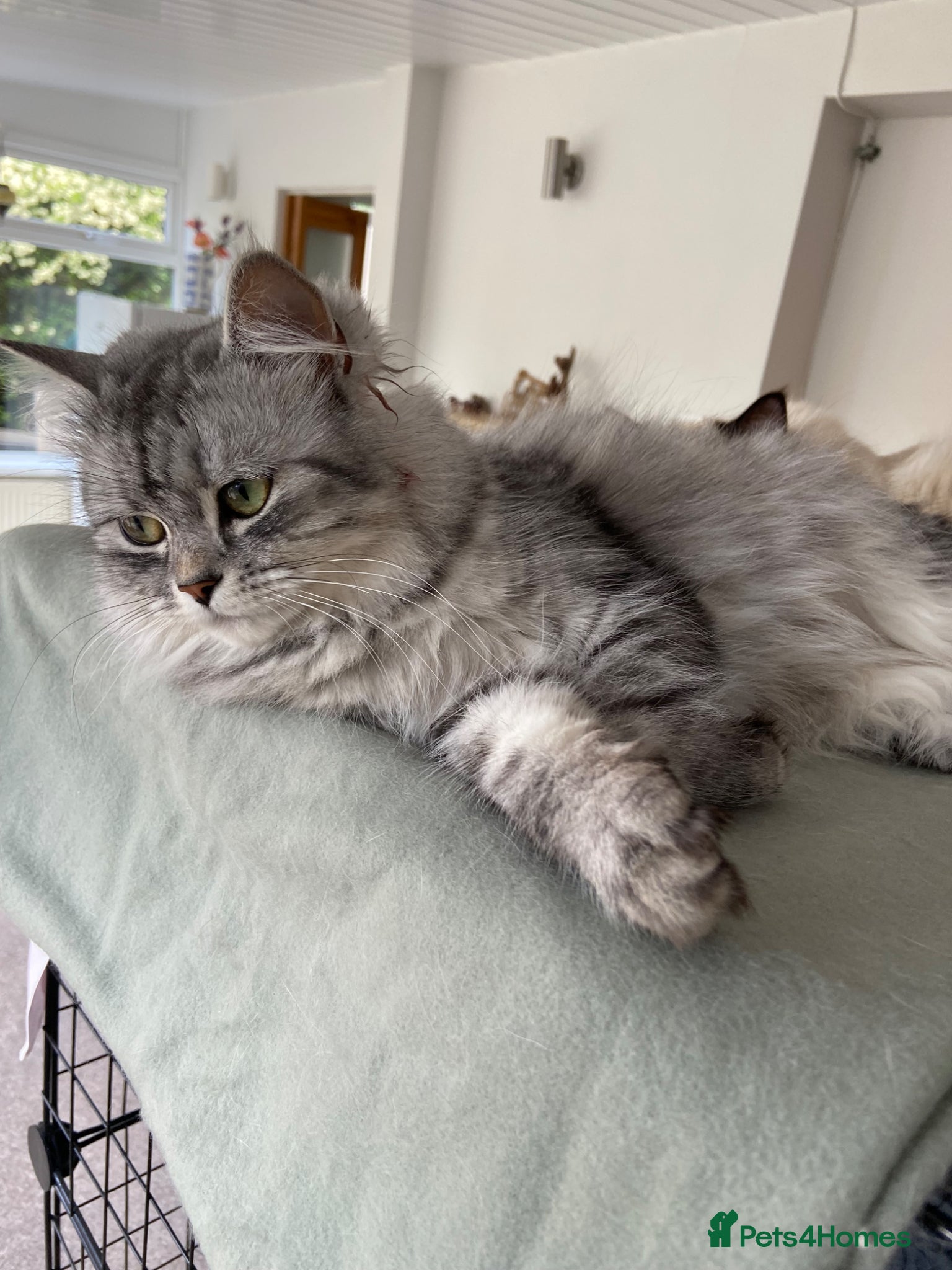 Mixed Breed cats Beautiful Chinchilla x Tabby mix - Advert 5