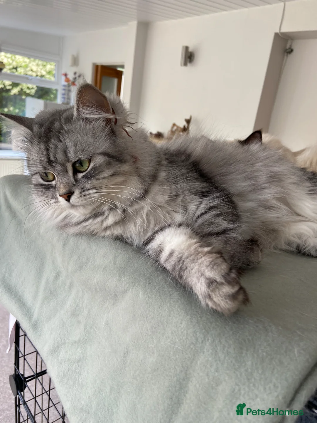 Mixed Breed cats for sale: Beautiful Chinchilla x Tabby mix - Advert 1