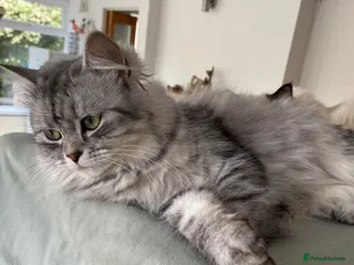 Mixed Breed cats Beautiful Chinchilla x Tabby mix - Advert 5