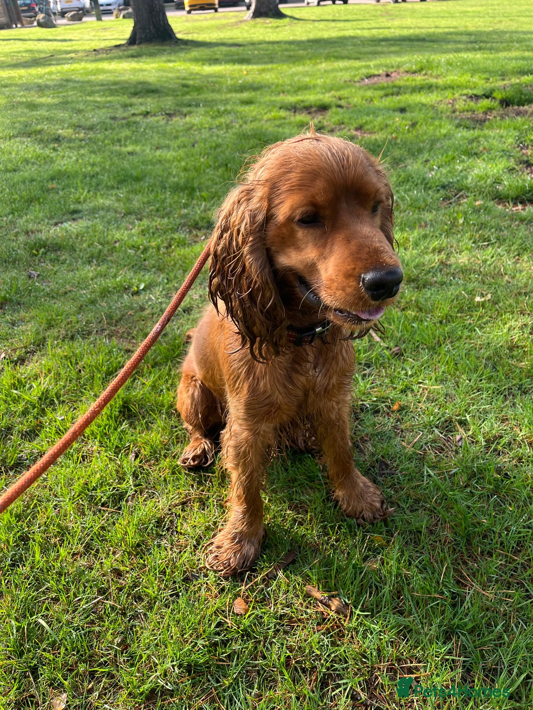 Cocker Spaniel dogs for sale: 1 year old male for sale - Advert 4
