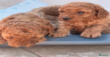 Miniature Poodle dogs - Advert 6
