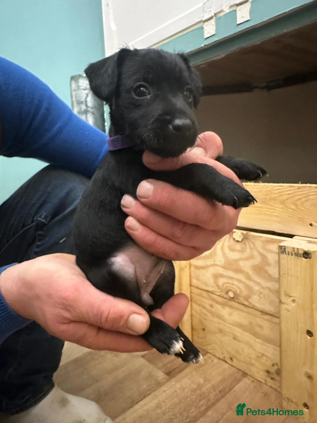 Patterdale Terrier dogs for sale: Docked Patterdale Black Puppies  - Advert 10