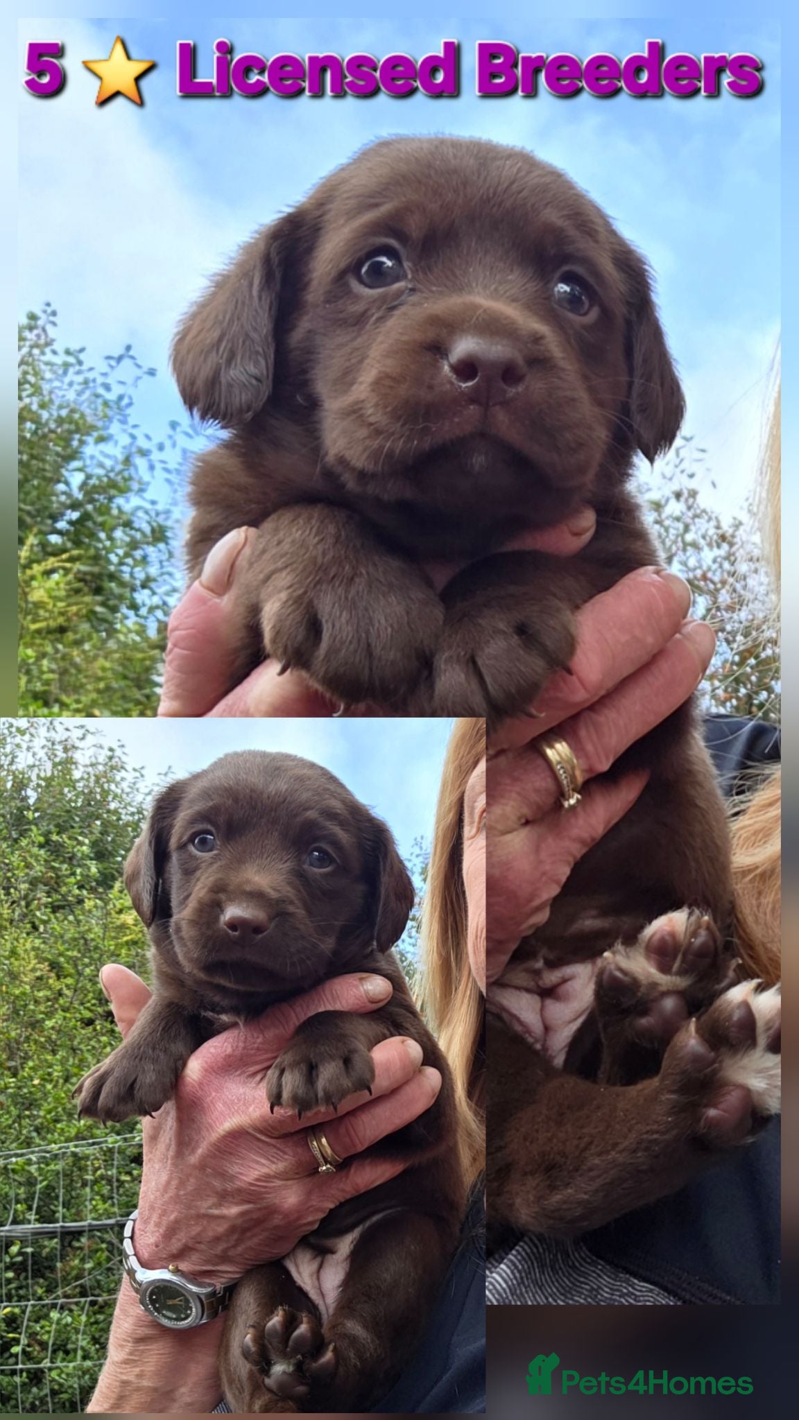 Cockerdor dogs Beautiful chocolate Springador puppies  - Advert 1