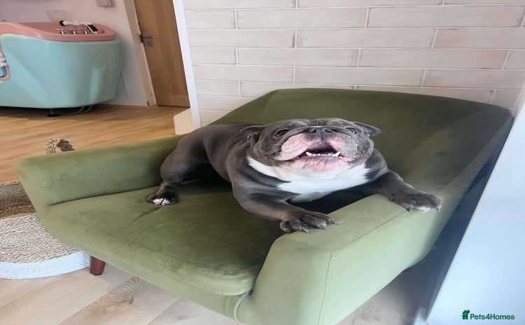 English Bulldog dogs - Advert 2