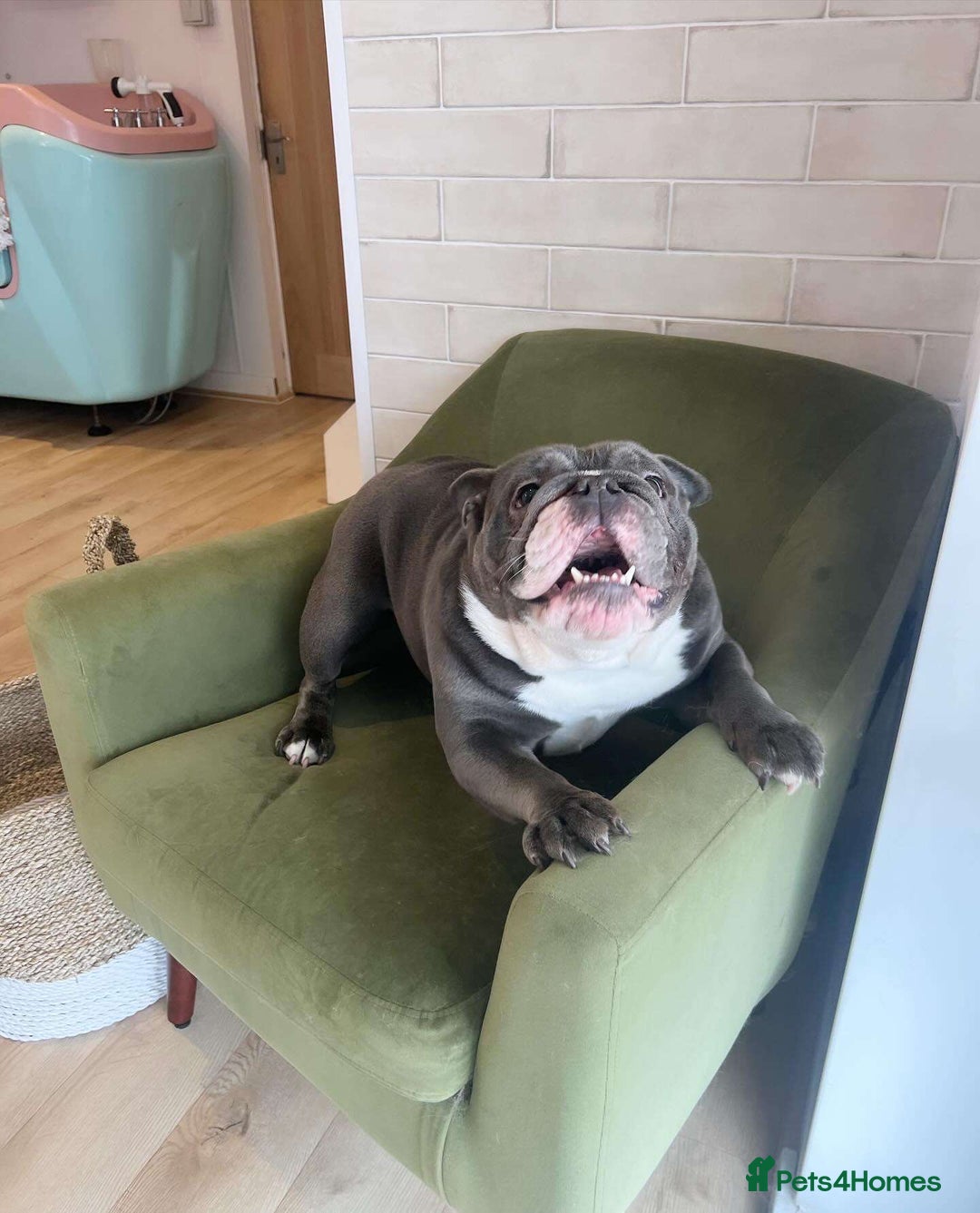 English Bulldog dogs for sale: Blue English Bulldog - Image 1