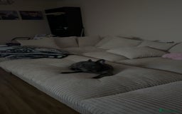 French Bulldog dogs for sale: French bulldog - Image 3