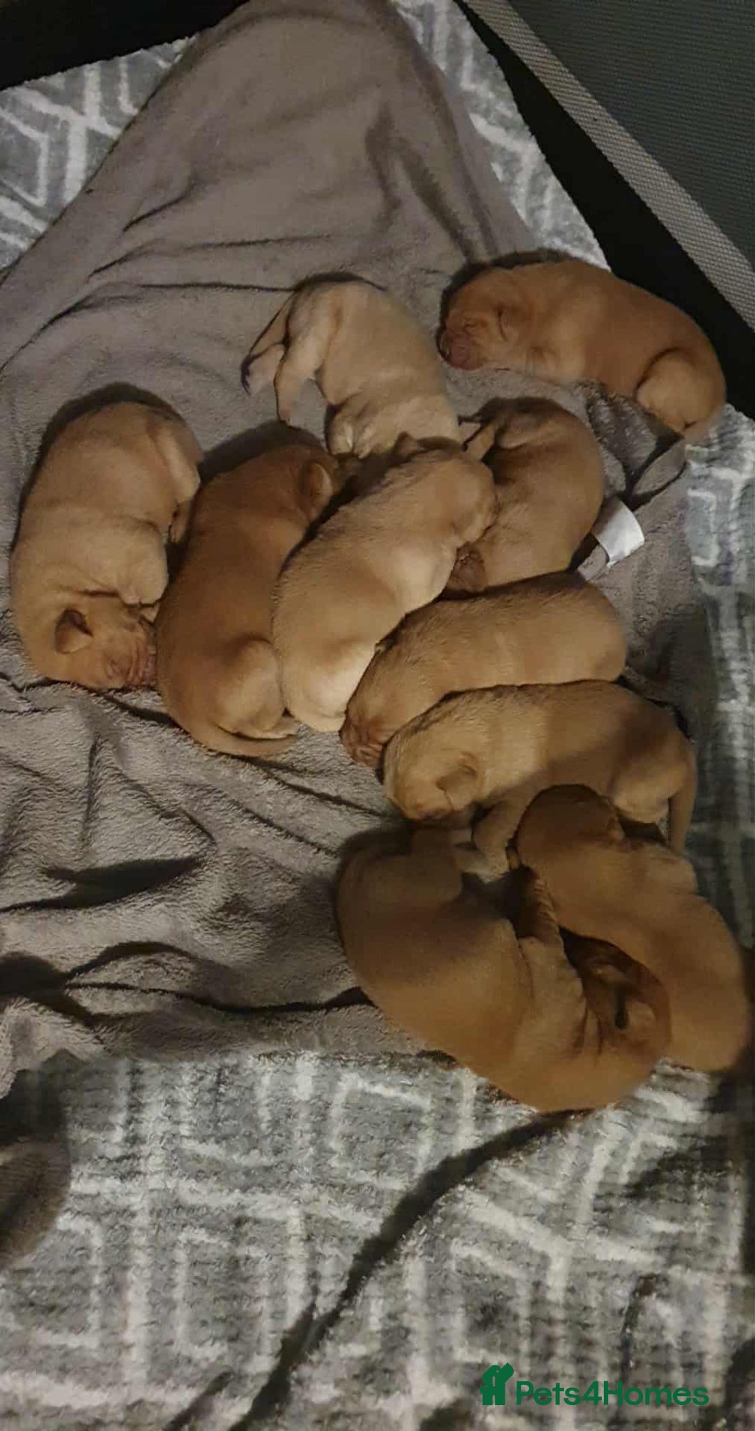 Labrador Retriever dogs for sale: Fox red labrador puppies - Advert 14
