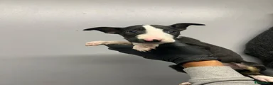 English Bull Terrier 1
