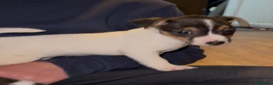 Jack Russell Puppy 2