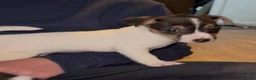 Jack Russell dogs for sale: Gorgeous jack Russell puppies - Advert 5