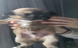 Mixed Breed dogs for sale: Beautiful puppy's 2 girls 2 boys - Image 7