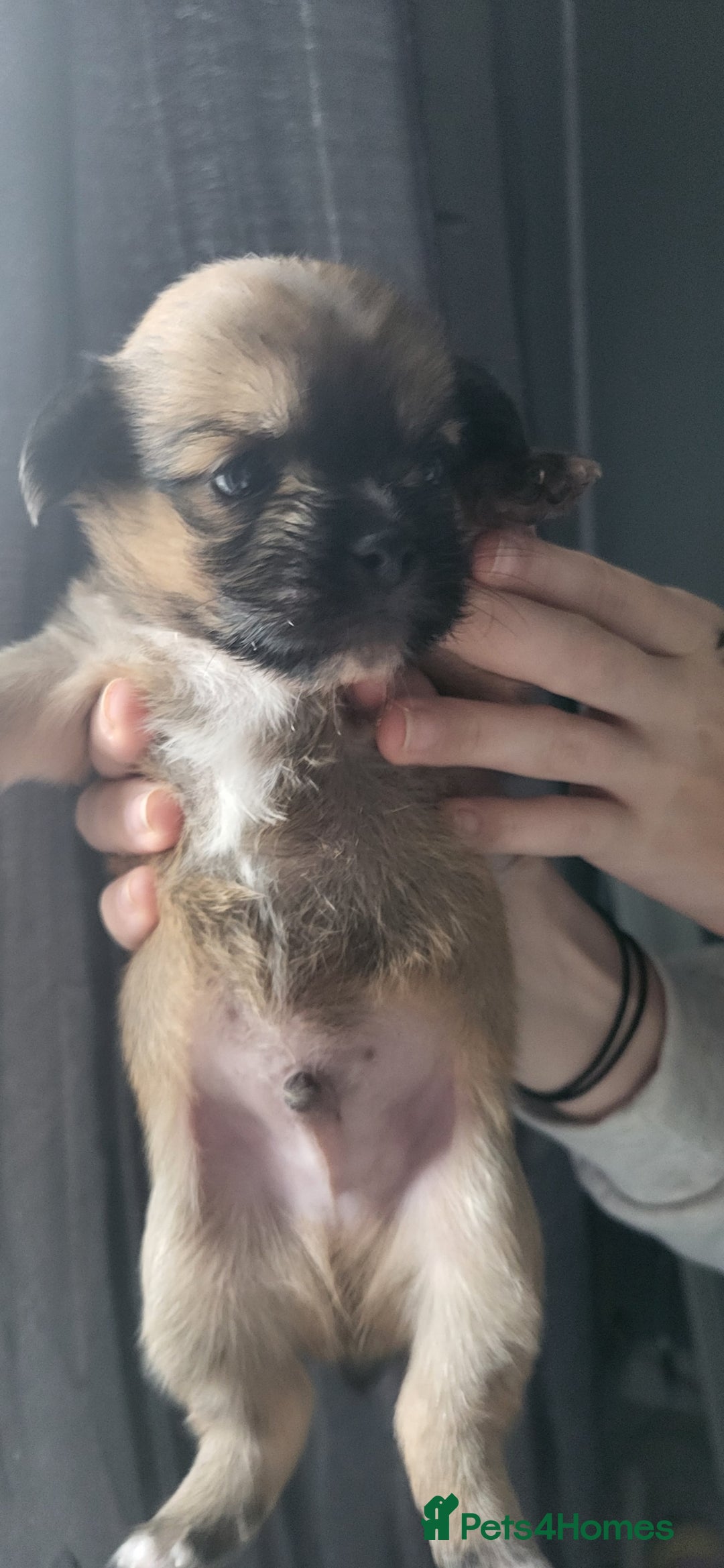 Mixed Breed dogs for sale: Beautiful puppy's 2 girls 2 boys - Image 7