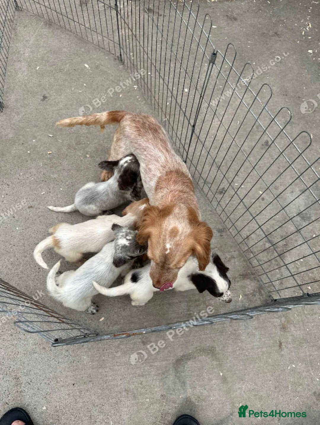 Cocker Spaniel dogs for sale: Cocker spaniel puppy - Image 3