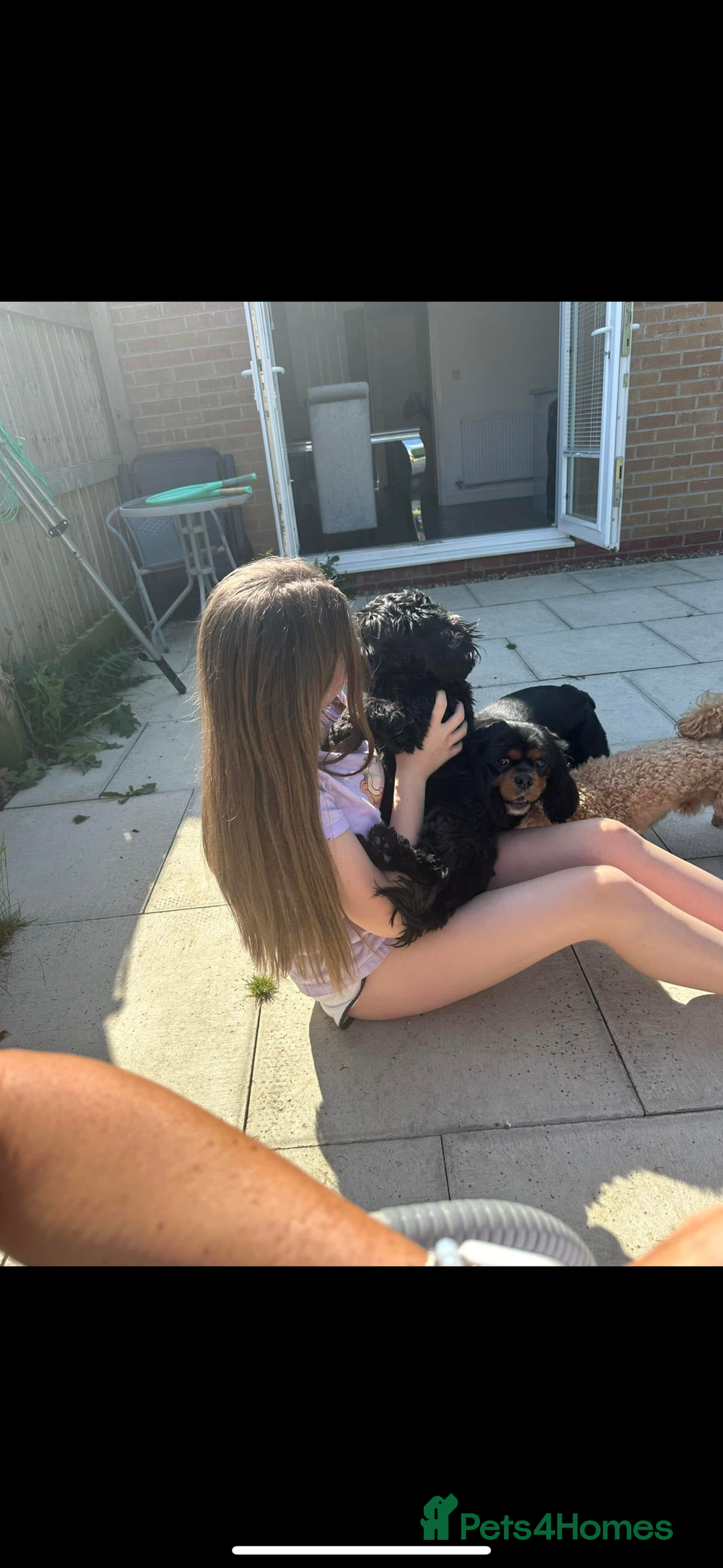 Mixed Breed dogs for sale: Protective and loyal when trust earned - Image 7